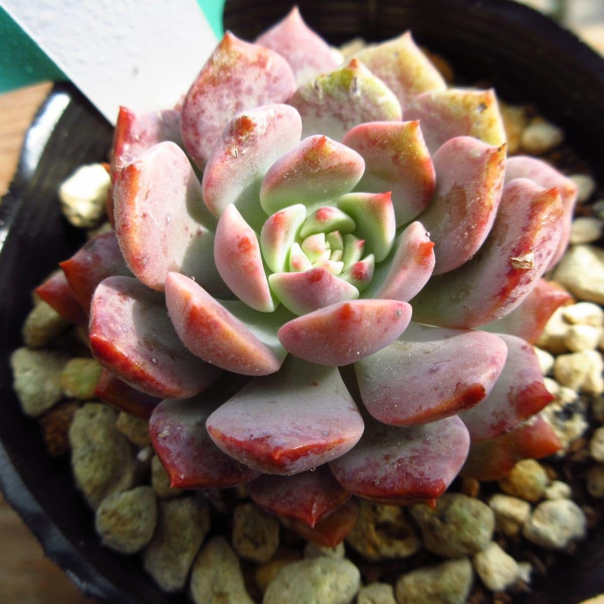 Amazon.co.jp: ！！多肉植物 コスモス レア苗 韓国苗 美苗 農園直売